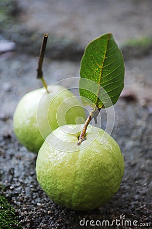 Guava fruit Stock Photo
