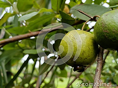 Guava fruit natural original spacial Stock Photo