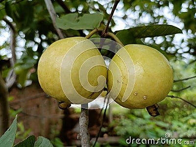 Guava fruit natural original spacial image baground Stock Photo