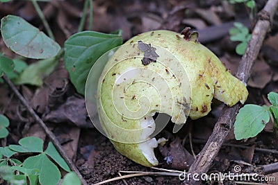 Guava fruit which is ripe and fallen from tree half rotten and surrounded by flies Stock Photo