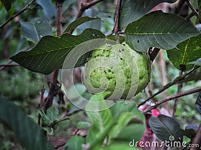 Guava on green nature Stock Photo