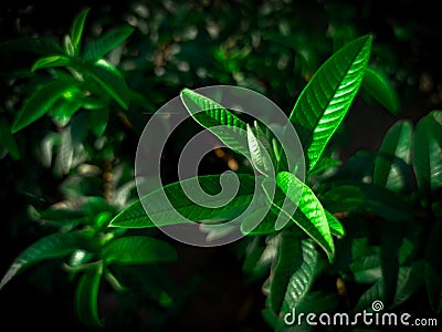 Guava leaves are commonly used as traditional medicine for diarrheal diseases Stock Photo