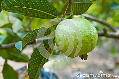 Guava on tree Stock Photo