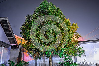 guava tree exposed to light at night Stock Photo