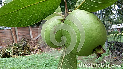 Guavas growing organically Stock Photo