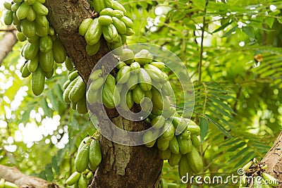 Guavas on tree Stock Photo