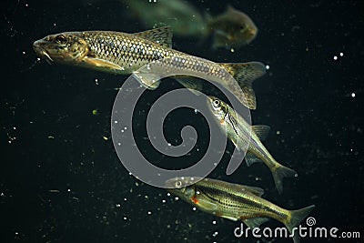 Gudgeon (Gobio gobio) and spirlin (Alburnoides bipunctatus). Stock Photo