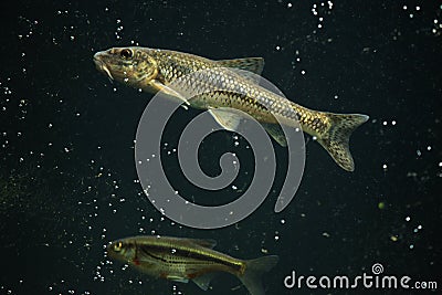 Gudgeon (Gobio gobio) and spirlin (Alburnoides bipunctatus). Stock Photo