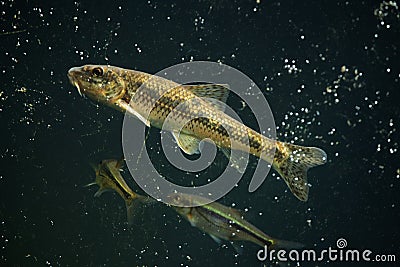 Gudgeon (Gobio gobio) and spirlin (Alburnoides bipunctatus). Stock Photo