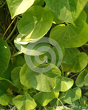 Heart-leaved moonseed Tinospora cordifolia. Guduchiandgiloy, flower. Stock Photo