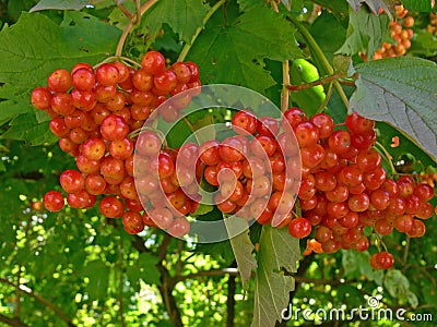 Guelder berries Stock Photo