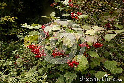 Guelder rose, Viburnum opulus Stock Photo