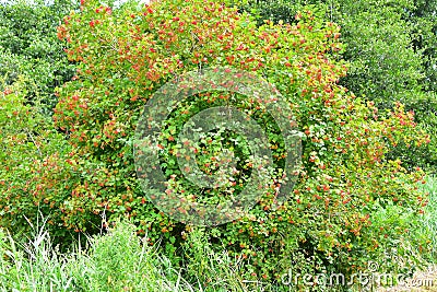 Guelder Rose - Viburnum opulus Stock Photo