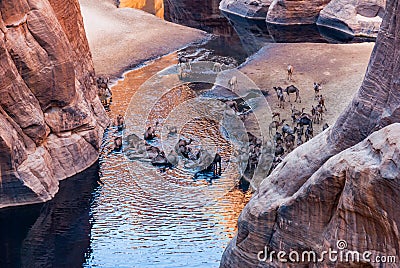 Guelta d`Archei waterhole near oasis, camels drinking the woater, Ennedi Plateau, Chad, Africa. Stock Photo