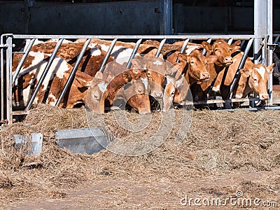Guernsey cattle in cowshed Stock Photo