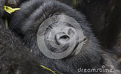 Guhonda Silverback Gorilla full size Portrait Stock Photo