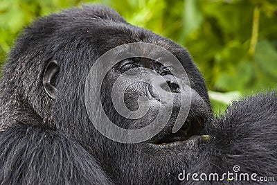 Guhonda Silverback Gorilla full size Portrait Stock Photo