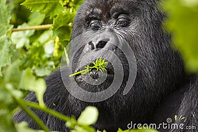 Guhonda Silverback Gorilla Portrait Stock Photo