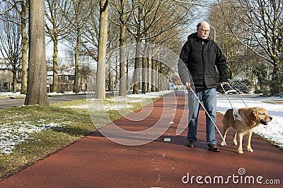 Guide dog is helping a blind man Stock Photo