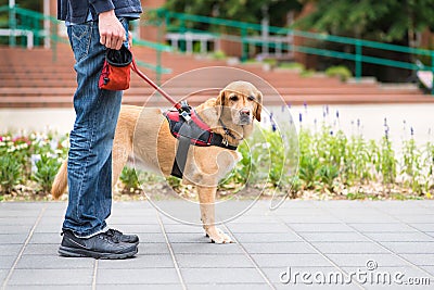 Guide dog is helping a blind man Stock Photo