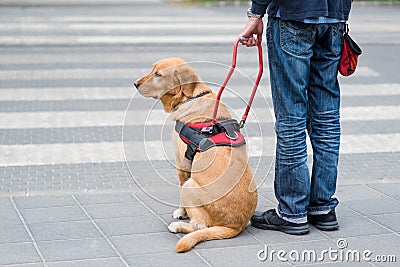 Guide dog is helping a blind man Stock Photo