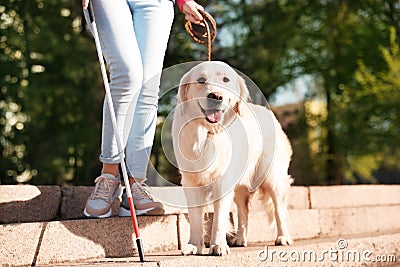 Guide dog helping blind person with long cane going down stairs Stock Photo