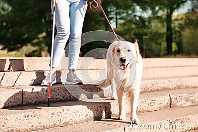 Guide dog helping blind person with long cane going down stairs Stock Photo