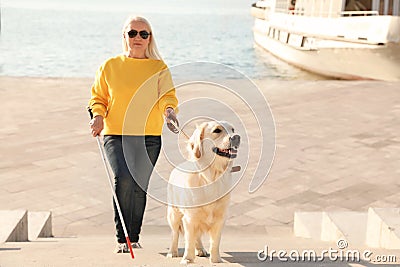 Guide dog helping blind person with long cane going up stairs Stock Photo