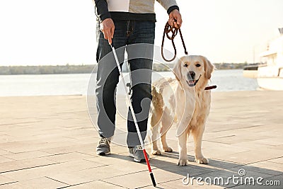 Guide dog helping blind person with long cane walking Stock Photo