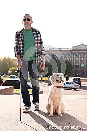 Guide dog helping blind person with long cane walking Stock Photo