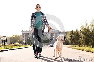 Guide dog helping blind person with long cane walking Stock Photo