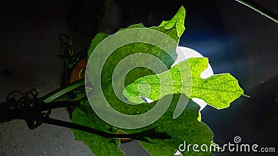 Guiding plant leaves illuminated by circular low consumption led lamp Stock Photo