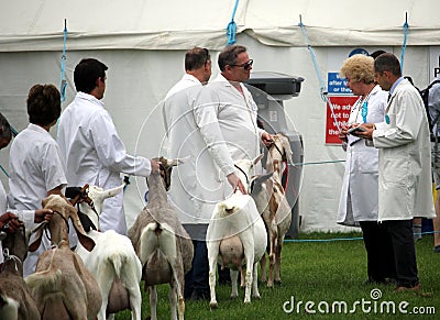 Guildford, England - May 28 2018: Competitiors at the Surrey County Show presenting their dairy goats to the judges during the fa Editorial Stock Photo
