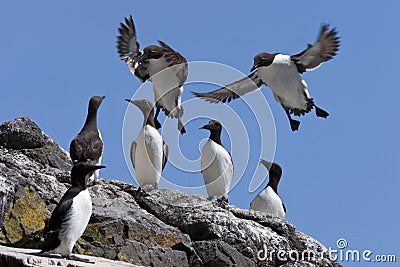 Guillemot Colony - Treshnish Islands - Scotland Stock Photo