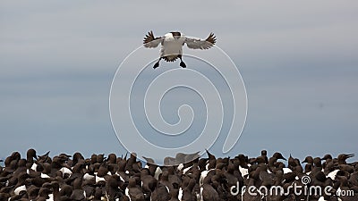 Guillemot flys into colony Stock Photo