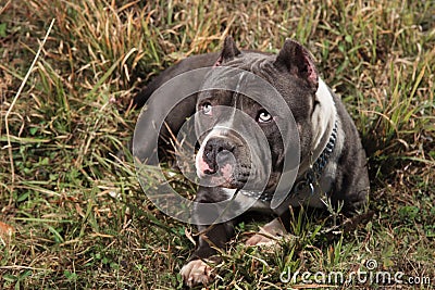 Guilty Amstaff dog staring upwards with puppy eyes Stock Photo