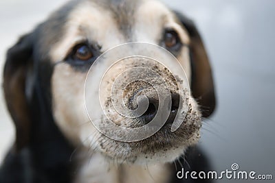 Guilty dog Stock Photo