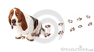 Guilty Dog With Muddy Paws Stock Photo