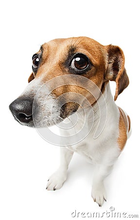 Guilty dog on white. Stock Photo