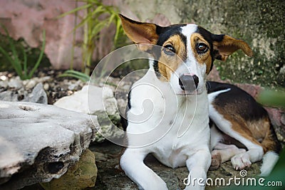 Guilty looking cute dog lying in natural garden Stock Photo