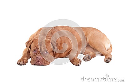 Guilty looking Dog is resting on the floor Stock Photo