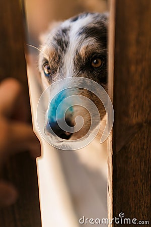 Guilty looking dog with a smear of blue paint on his nose peeking through a cracked door Stock Photo