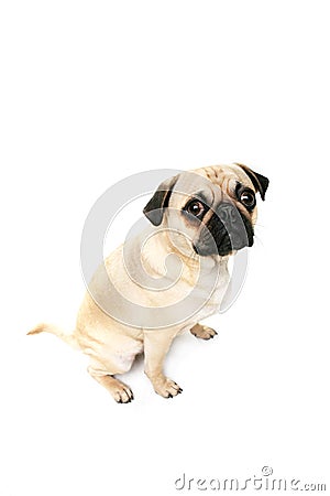 Guilty Pug Stock Photo