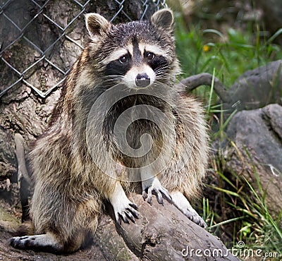 Guilty Raccoon Stock Photo