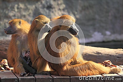 Guinea baboon Stock Photo