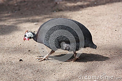 guinea fowl Stock Photo