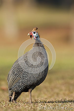 Guinea Fowl Stock Photo