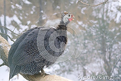 Guinea-fowl Stock Photo