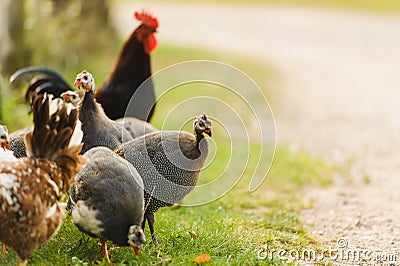 Guinea fowl and chicken Stock Photo