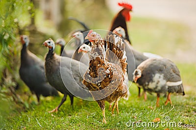 Guinea fowl and chicken Stock Photo